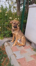 YORI, Hund, Mischlingshund in Rumänien - Bild 4