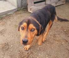 MILOSCH, Hund, Mischlingshund in Rumänien - Bild 1