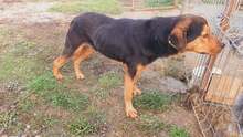 MILOSCH, Hund, Mischlingshund in Rumänien - Bild 2