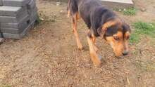 MILOSCH, Hund, Mischlingshund in Rumänien - Bild 4