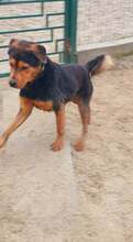 MILOSCH, Hund, Mischlingshund in Rumänien - Bild 5