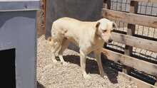 GANDALF, Hund, Mischlingshund in Rumänien - Bild 1