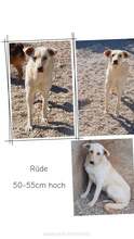 GANDALF, Hund, Mischlingshund in Rumänien - Bild 2