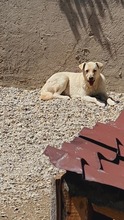 GANDALF, Hund, Mischlingshund in Rumänien - Bild 5