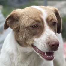 VANIA, Hund, Mischlingshund in Griechenland