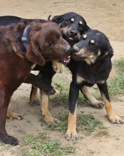 SAM, Hund, Mischlingshund in Griechenland - Bild 29