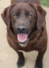 SAM, Hund, Mischlingshund in Griechenland - Bild 30