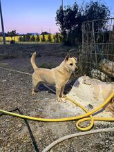 BILLY, Hund, Mischlingshund in Italien
