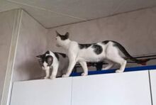 NIKOLA, Katze, Europäisch Kurzhaar-Mix in Hannover - Bild 10