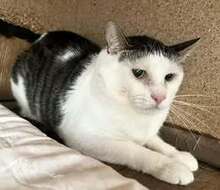 NIKOLA, Katze, Europäisch Kurzhaar-Mix in Hannover - Bild 2