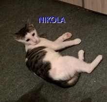 NIKOLA, Katze, Europäisch Kurzhaar-Mix in Hannover - Bild 3