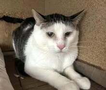 NIKOLA, Katze, Europäisch Kurzhaar-Mix in Hannover - Bild 4