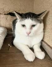 NIKOLA, Katze, Europäisch Kurzhaar-Mix in Hannover - Bild 6