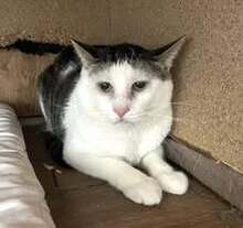 NIKOLA, Katze, Europäisch Kurzhaar-Mix in Hannover - Bild 7
