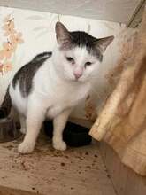 NIKOLA, Katze, Europäisch Kurzhaar-Mix in Hannover - Bild 8