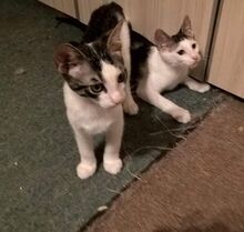 NIKOLA, Katze, Europäisch Kurzhaar-Mix in Hannover - Bild 9