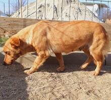 YELLOW, Hund, Mischlingshund in Freden - Bild 2