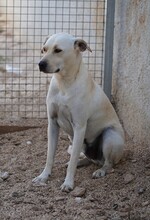 MIRKO, Hund, Mischlingshund in Bad Salzungen - Bild 13