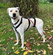 MIRKO, Hund, Mischlingshund in Bad Salzungen - Bild 14