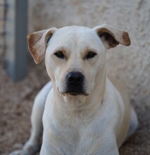 MIRKO, Hund, Mischlingshund in Bad Salzungen - Bild 15