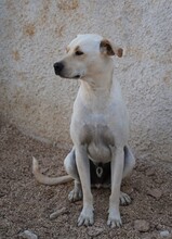 MIRKO, Hund, Mischlingshund in Bad Salzungen - Bild 16