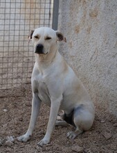 MIRKO, Hund, Mischlingshund in Bad Salzungen - Bild 17