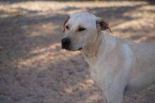 MIRKO, Hund, Mischlingshund in Bad Salzungen - Bild 18