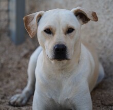 MIRKO, Hund, Mischlingshund in Bad Salzungen - Bild 2