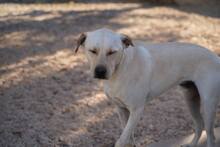 MIRKO, Hund, Mischlingshund in Bad Salzungen - Bild 21