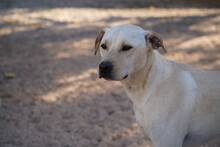 MIRKO, Hund, Mischlingshund in Bad Salzungen - Bild 22