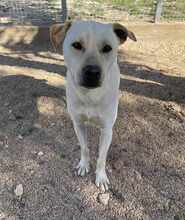 MIRKO, Hund, Mischlingshund in Bad Salzungen - Bild 24