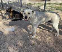 MIRKO, Hund, Mischlingshund in Bad Salzungen - Bild 28