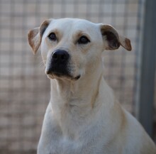 MIRKO, Hund, Mischlingshund in Bad Salzungen - Bild 3