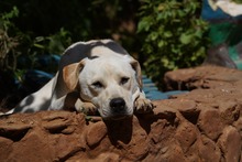 MIRKO, Hund, Mischlingshund in Bad Salzungen - Bild 33