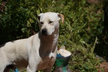 MIRKO, Hund, Mischlingshund in Bad Salzungen - Bild 34