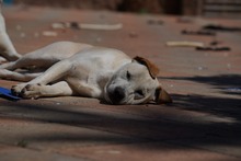 MIRKO, Hund, Mischlingshund in Bad Salzungen - Bild 35