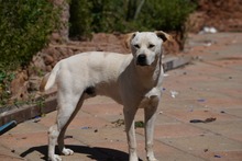 MIRKO, Hund, Mischlingshund in Bad Salzungen - Bild 36