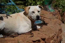 MIRKO, Hund, Mischlingshund in Bad Salzungen - Bild 37