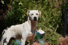 MIRKO, Hund, Mischlingshund in Bad Salzungen - Bild 38