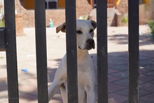 MIRKO, Hund, Mischlingshund in Bad Salzungen - Bild 41