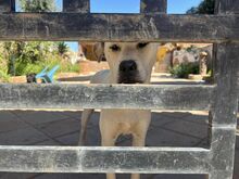 MIRKO, Hund, Mischlingshund in Bad Salzungen - Bild 42