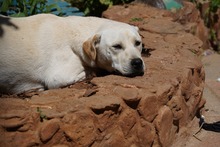 MIRKO, Hund, Mischlingshund in Bad Salzungen - Bild 43