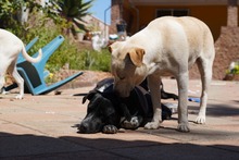 MIRKO, Hund, Mischlingshund in Bad Salzungen - Bild 44