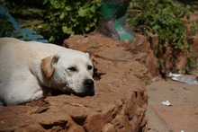 MIRKO, Hund, Mischlingshund in Bad Salzungen - Bild 46