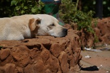 MIRKO, Hund, Mischlingshund in Bad Salzungen - Bild 47