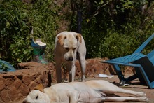 MIRKO, Hund, Mischlingshund in Bad Salzungen - Bild 48