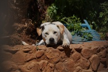 MIRKO, Hund, Mischlingshund in Bad Salzungen - Bild 49