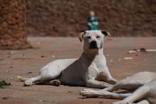 MIRKO, Hund, Mischlingshund in Bad Salzungen - Bild 50