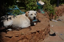 MIRKO, Hund, Mischlingshund in Bad Salzungen - Bild 52