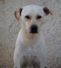 MIRKO, Hund, Mischlingshund in Bad Salzungen - Bild 6